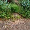 Plants: image 90 Of 208 Thumb